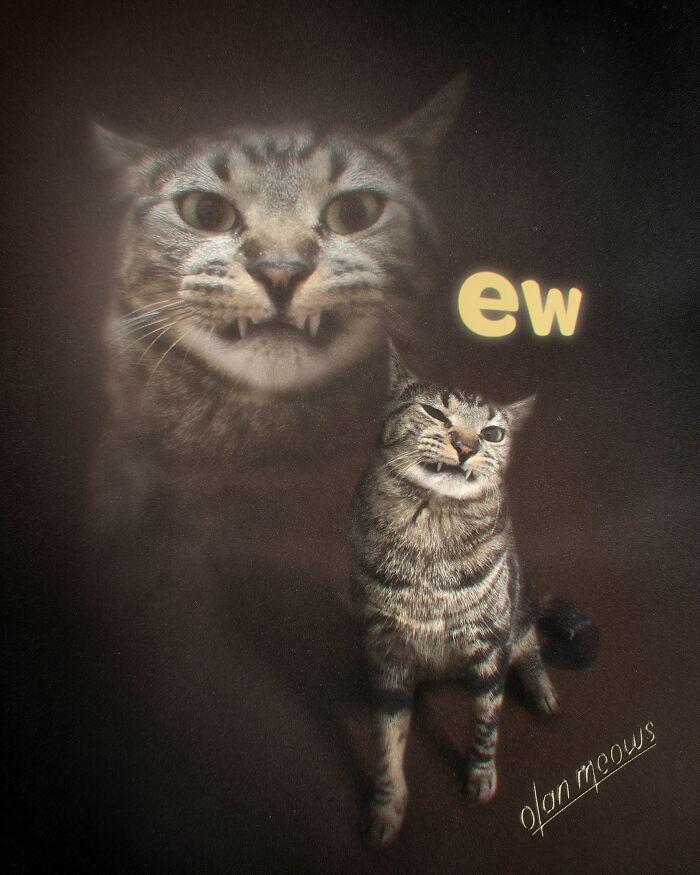 Wait Till You See These Wildly Awesome Retro Pet Portraits!