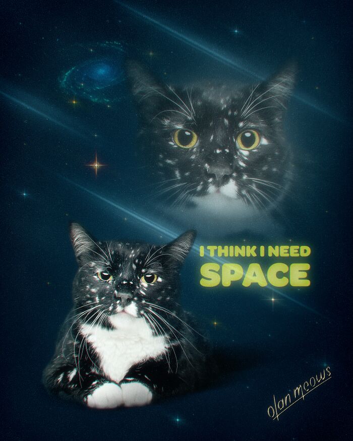Wait Till You See These Wildly Awesome Retro Pet Portraits!