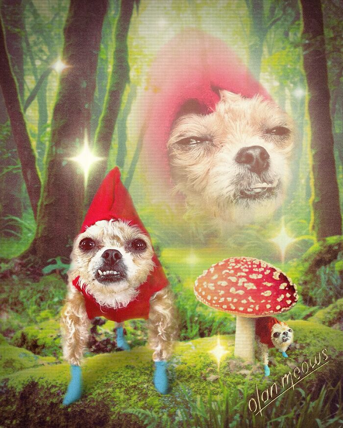 Wait Till You See These Wildly Awesome Retro Pet Portraits!