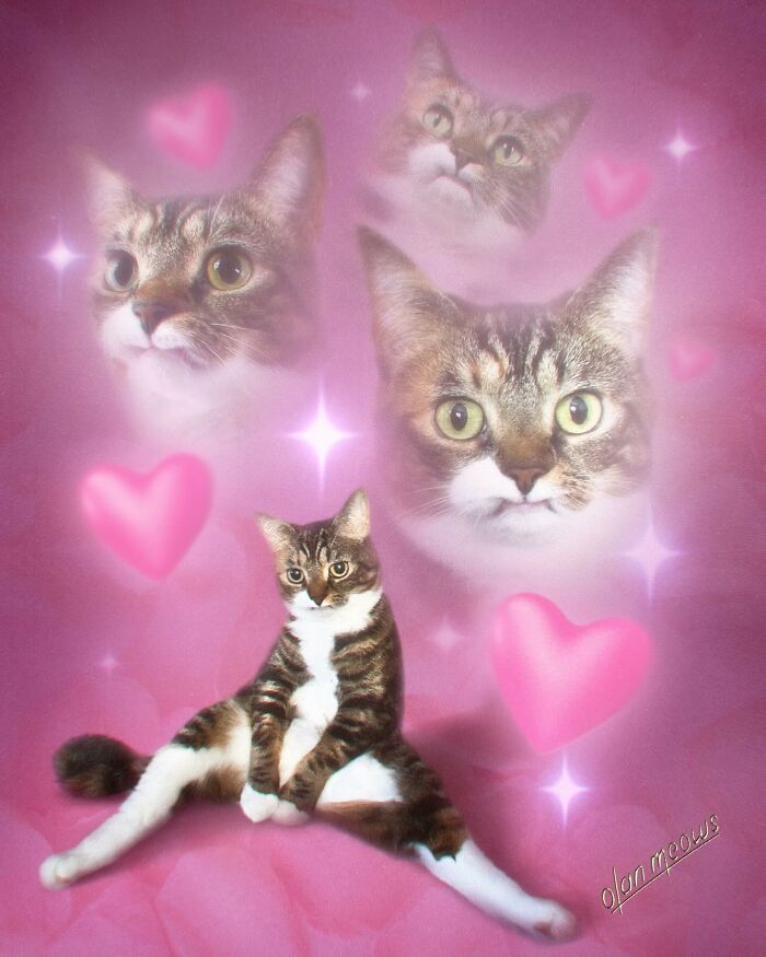 Wait Till You See These Wildly Awesome Retro Pet Portraits!