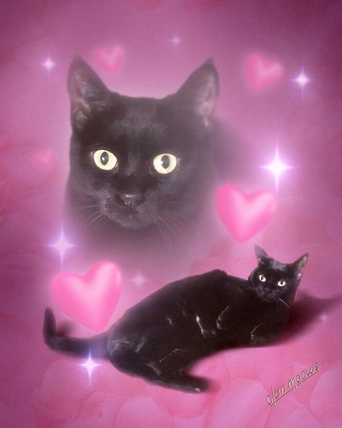 Wait Till You See These Wildly Awesome Retro Pet Portraits!