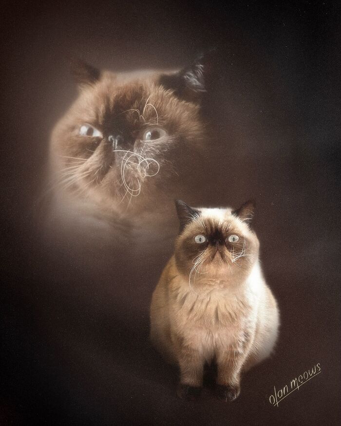 Wait Till You See These Wildly Awesome Retro Pet Portraits!