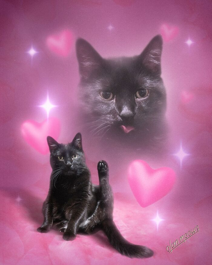 Wait Till You See These Wildly Awesome Retro Pet Portraits!