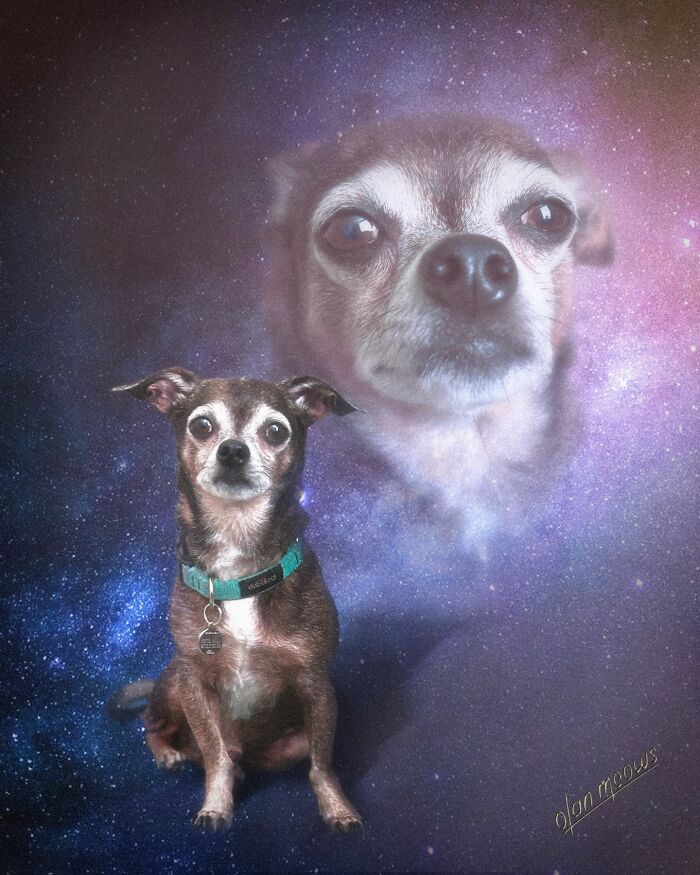 Wait Till You See These Wildly Awesome Retro Pet Portraits!