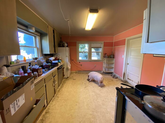 Room Reveal Madness: From Messy Dens to Surprisingly Chill Pads