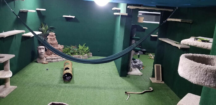 Made a Cat Jungle for My Brother’s Bengals in Our Basement