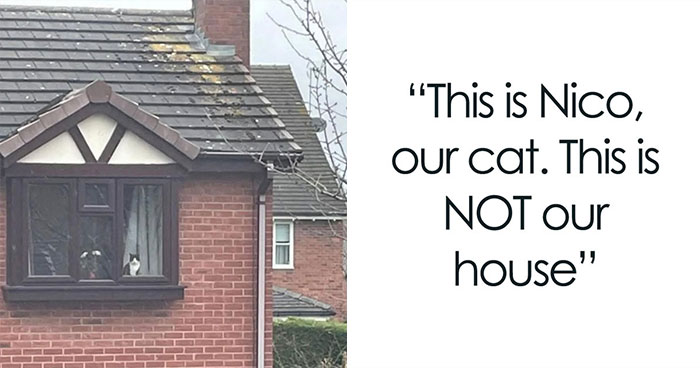 The 50 Wildest Cat Moments That’ll Make You LOL (Cats Doing Their Thing)