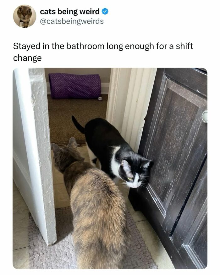 The 50 Wildest Cat Moments That’ll Make You LOL (Cats Doing Their Thing)