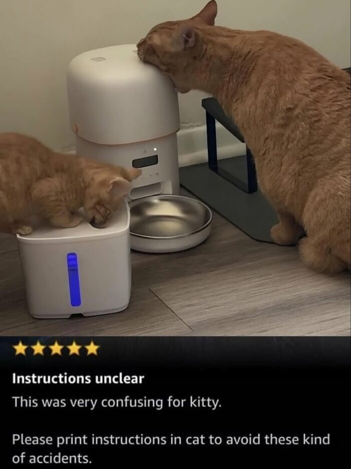 The 50 Wildest Cat Moments That’ll Make You LOL (Cats Doing Their Thing)