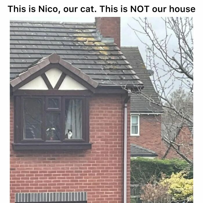 The 50 Wildest Cat Moments That’ll Make You LOL (Cats Doing Their Thing)