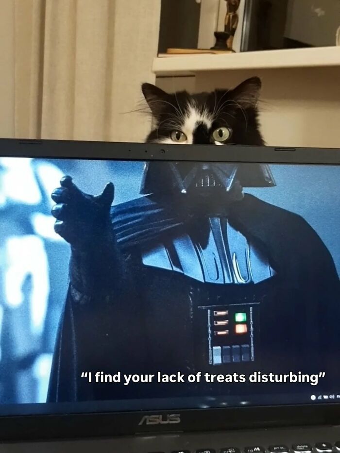 The 50 Wildest Cat Moments That’ll Make You LOL (Cats Doing Their Thing)