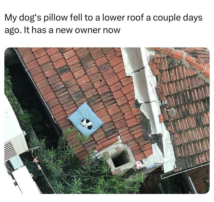 The 50 Wildest Cat Moments That’ll Make You LOL (Cats Doing Their Thing)