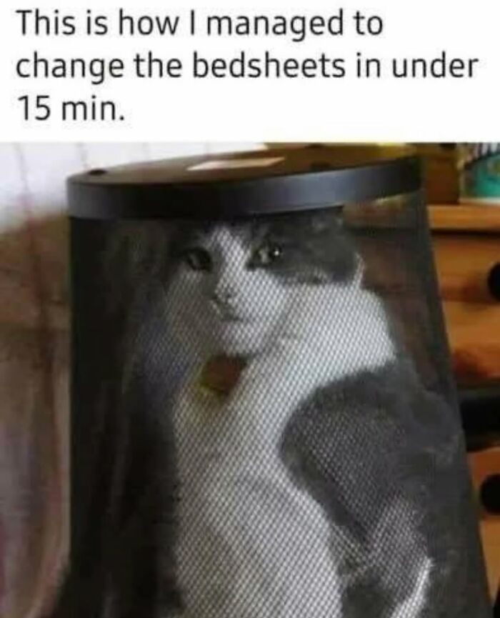 The 50 Wildest Cat Moments That’ll Make You LOL (Cats Doing Their Thing)