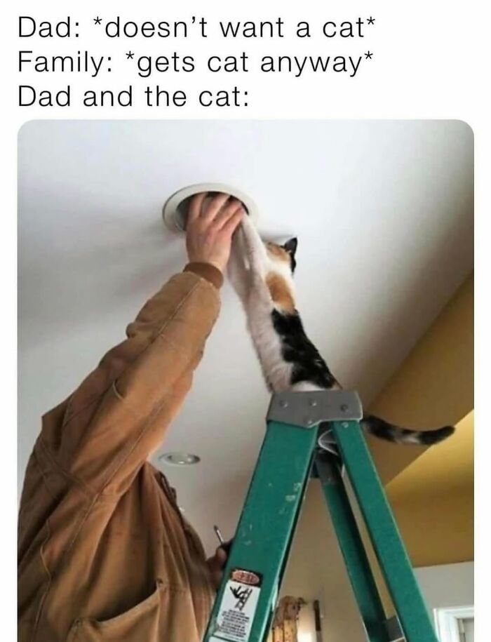 The 50 Wildest Cat Moments That’ll Make You LOL (Cats Doing Their Thing)