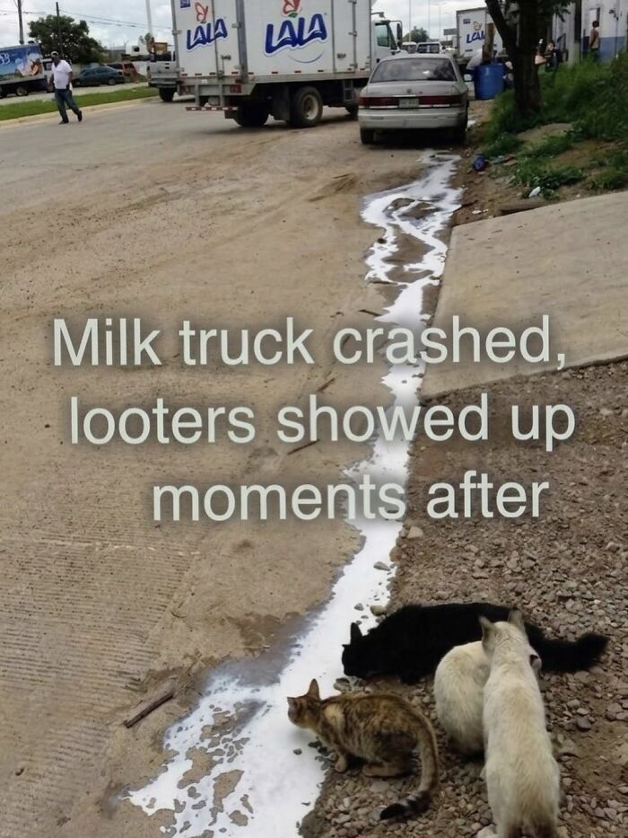 The 50 Wildest Cat Moments That’ll Make You LOL (Cats Doing Their Thing)
