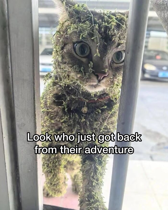 The 50 Wildest Cat Moments That’ll Make You LOL (Cats Doing Their Thing)