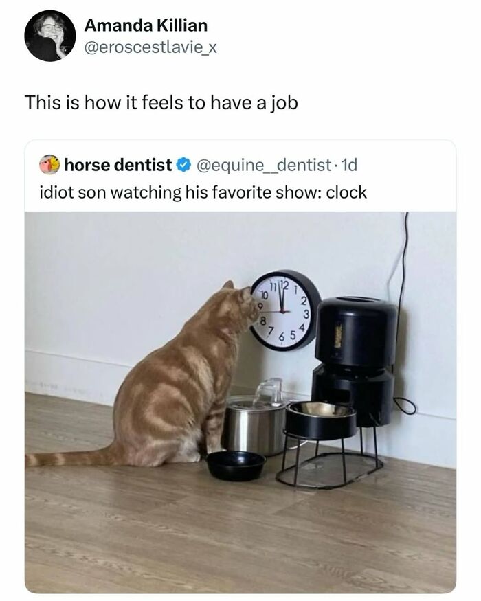 The 50 Wildest Cat Moments That’ll Make You LOL (Cats Doing Their Thing)