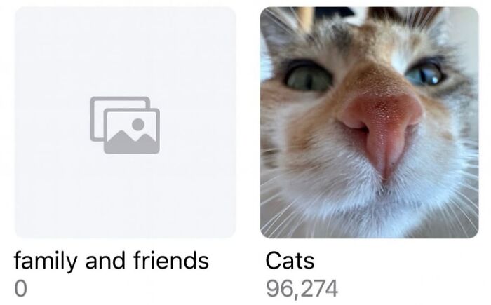 The 50 Wildest Cat Moments That’ll Make You LOL (Cats Doing Their Thing)