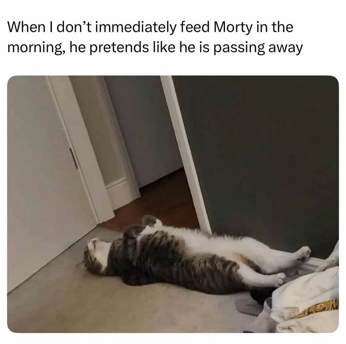 The 50 Wildest Cat Moments That’ll Make You LOL (Cats Doing Their Thing)