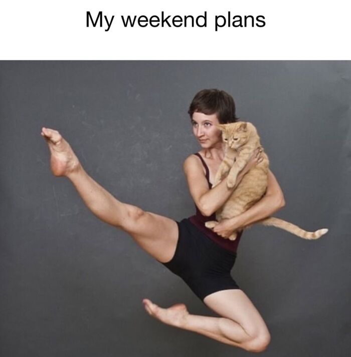 The 50 Wildest Cat Moments That’ll Make You LOL (Cats Doing Their Thing)