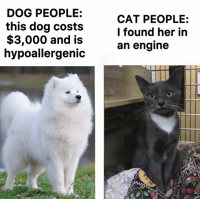 The 50 Wildest Cat Moments That’ll Make You LOL (Cats Doing Their Thing)