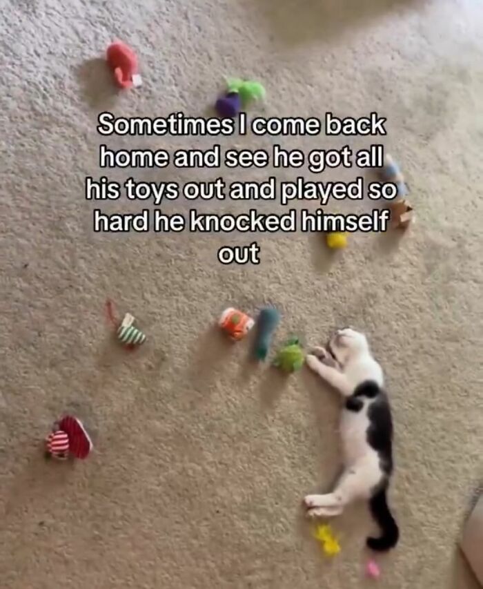The 50 Wildest Cat Moments That’ll Make You LOL (Cats Doing Their Thing)
