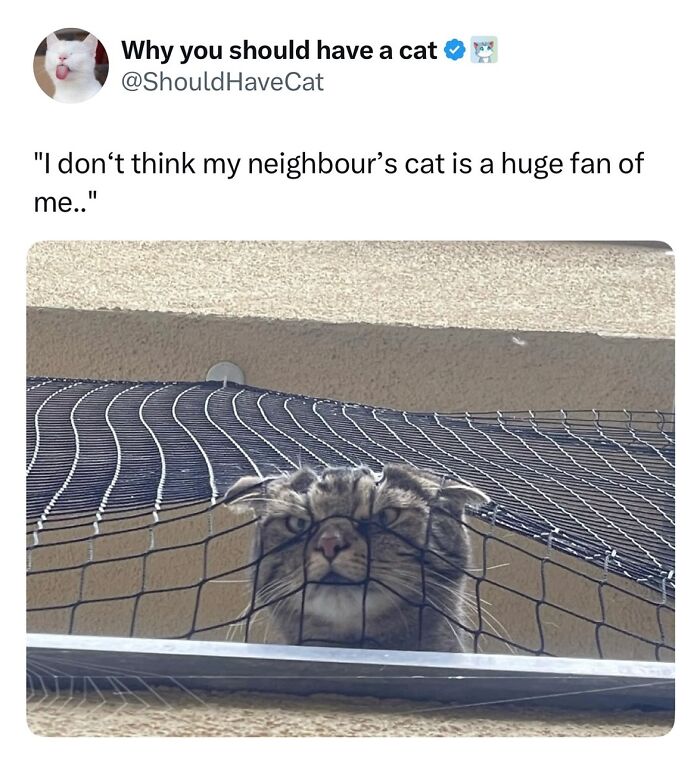 The 50 Wildest Cat Moments That’ll Make You LOL (Cats Doing Their Thing)