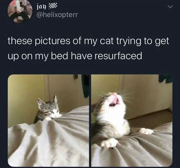 The 50 Wildest Cat Moments That’ll Make You LOL (Cats Doing Their Thing)