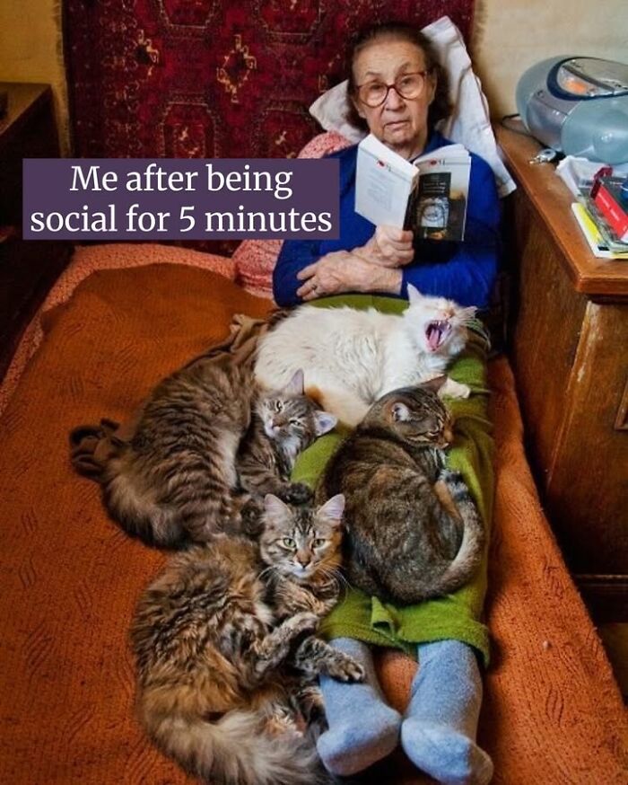 The 50 Wildest Cat Moments That’ll Make You LOL (Cats Doing Their Thing)
