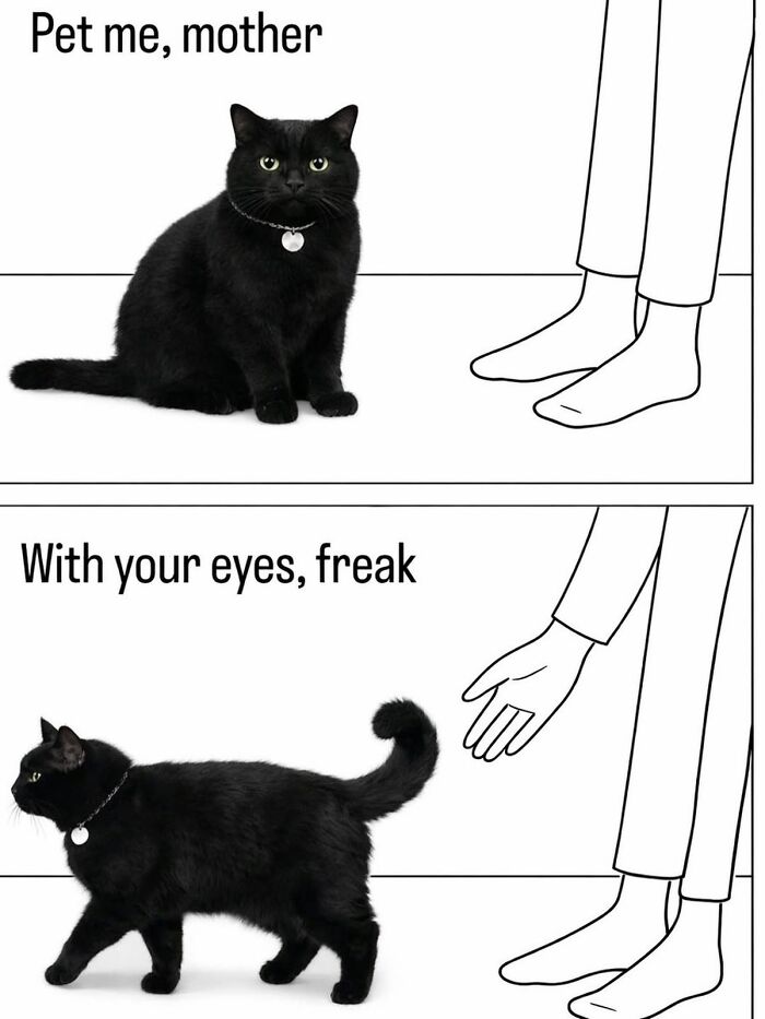 The 50 Wildest Cat Moments That’ll Make You LOL (Cats Doing Their Thing)
