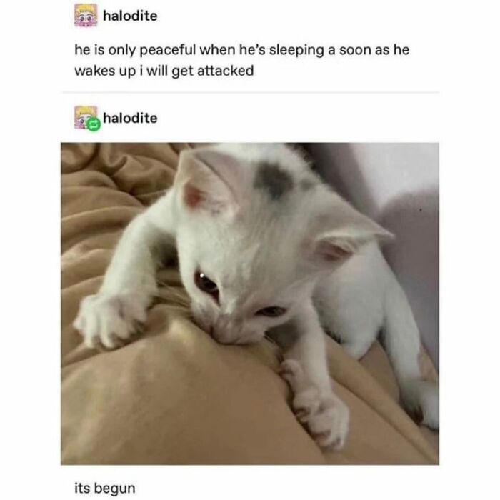 The 50 Wildest Cat Moments That’ll Make You LOL (Cats Doing Their Thing)