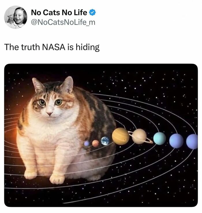 The 50 Wildest Cat Moments That’ll Make You LOL (Cats Doing Their Thing)