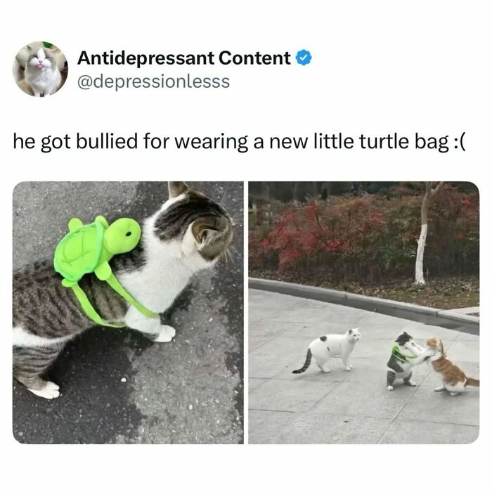 The 50 Wildest Cat Moments That’ll Make You LOL (Cats Doing Their Thing)