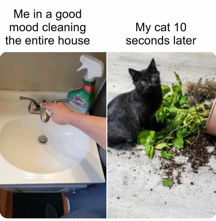 The 50 Wildest Cat Moments That’ll Make You LOL (Cats Doing Their Thing)