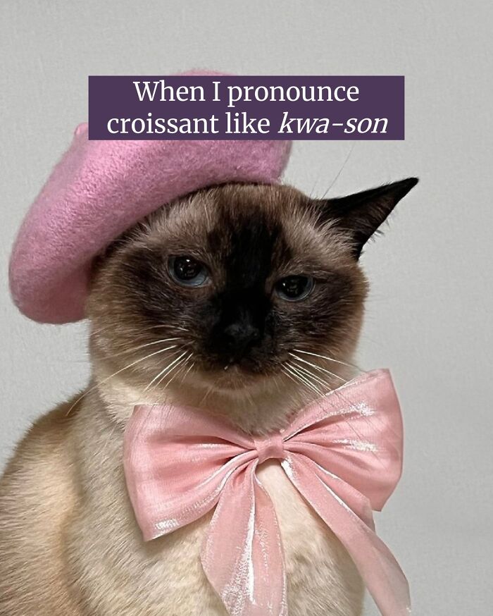 The 50 Wildest Cat Moments That’ll Make You LOL (Cats Doing Their Thing)