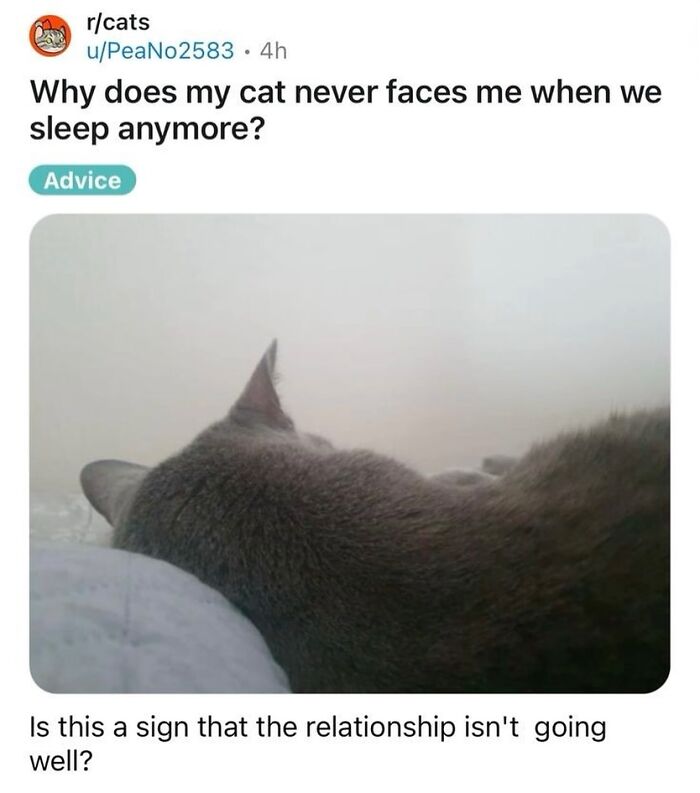 The 50 Wildest Cat Moments That’ll Make You LOL (Cats Doing Their Thing)