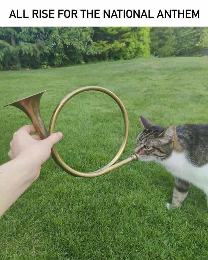 The 50 Wildest Cat Moments That’ll Make You LOL (Cats Doing Their Thing)