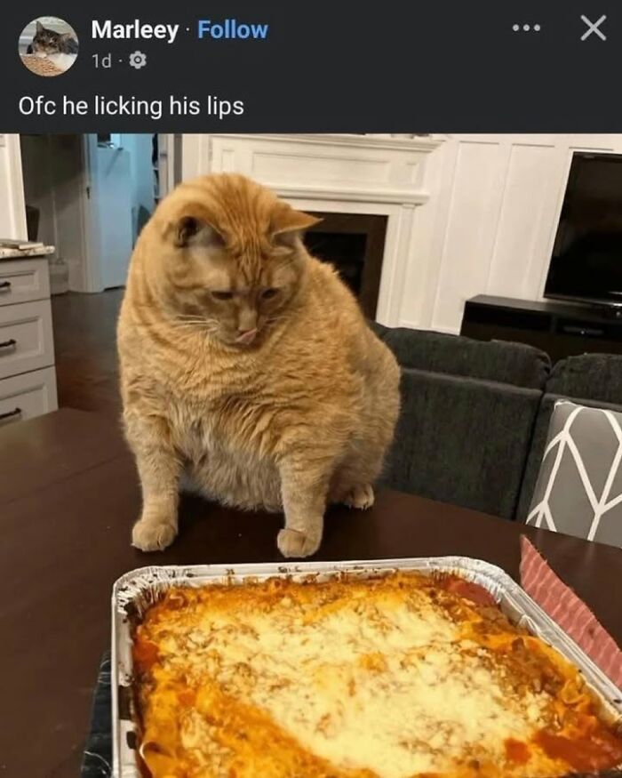 The 50 Wildest Cat Moments That’ll Make You LOL (Cats Doing Their Thing)