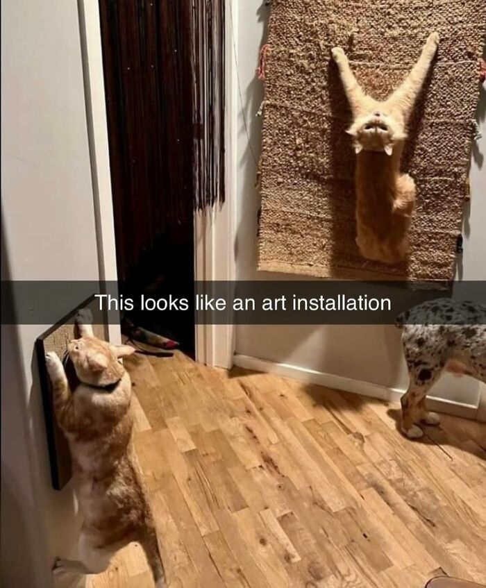 The 50 Wildest Cat Moments That’ll Make You LOL (Cats Doing Their Thing)