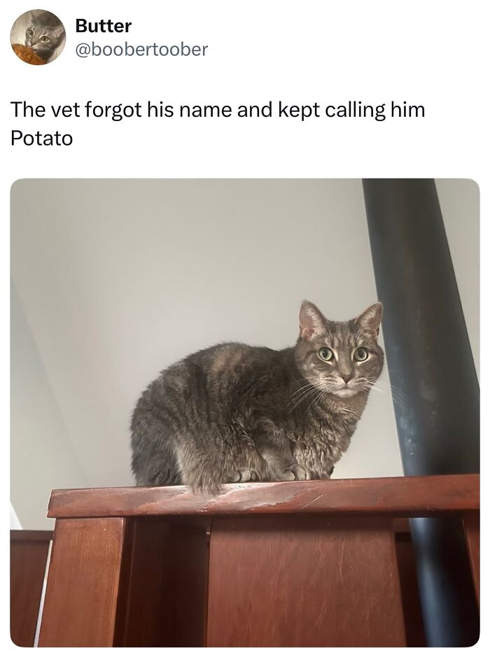 The 50 Wildest Cat Moments That’ll Make You LOL (Cats Doing Their Thing)