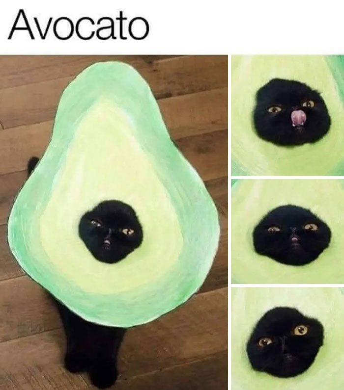 The 50 Wildest Cat Moments That’ll Make You LOL (Cats Doing Their Thing)