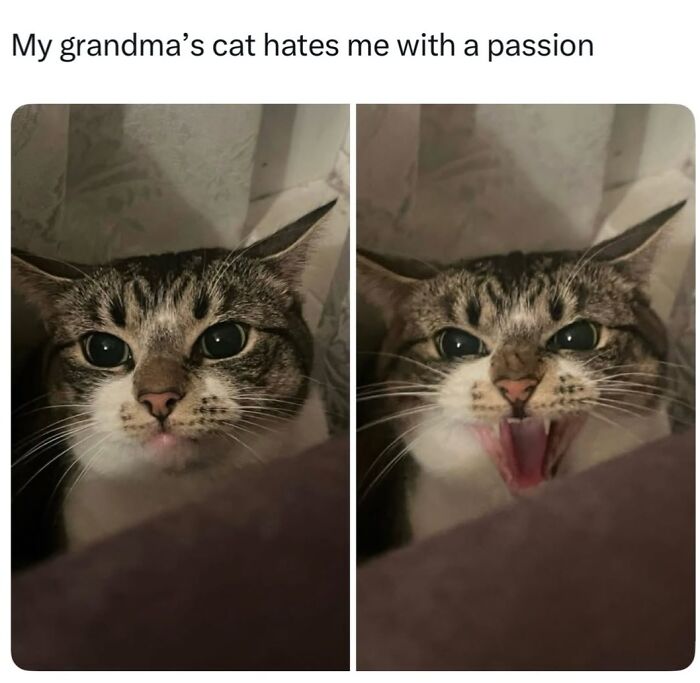 The 50 Wildest Cat Moments That’ll Make You LOL (Cats Doing Their Thing)