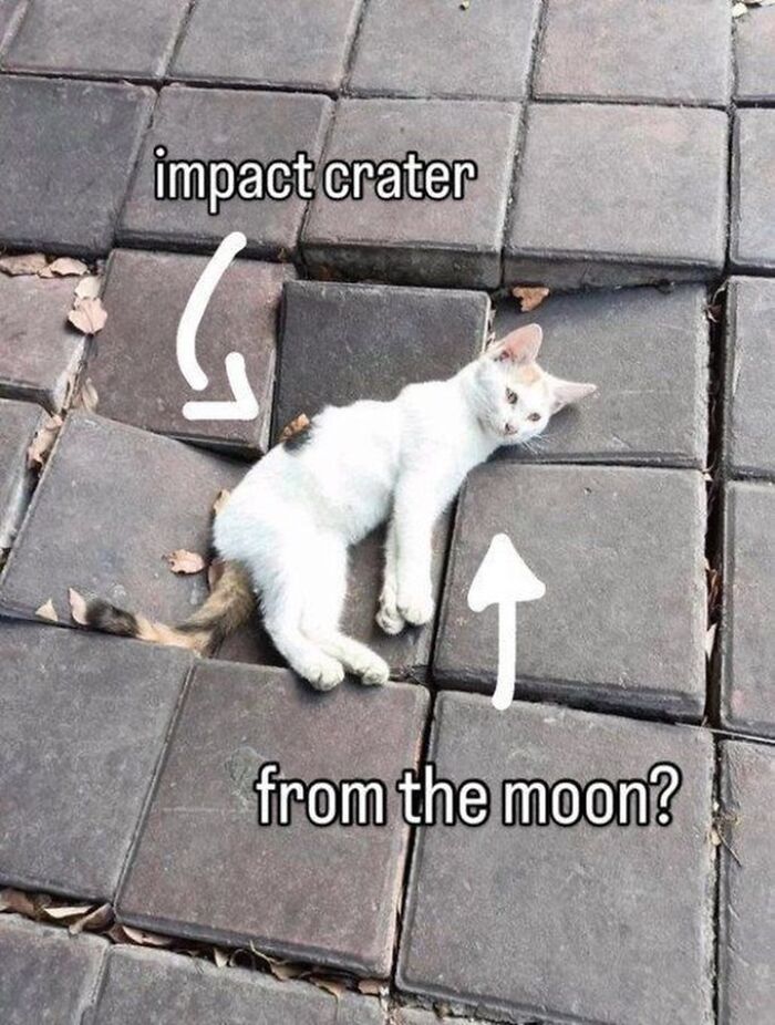 The 50 Wildest Cat Moments That’ll Make You LOL (Cats Doing Their Thing)