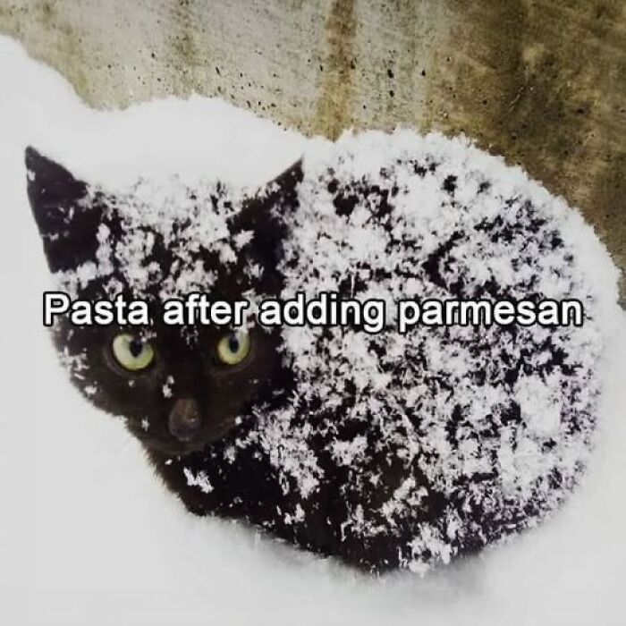 The 50 Wildest Cat Moments That’ll Make You LOL (Cats Doing Their Thing)