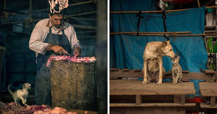 Wait, They Actually Ranked That?! 24 Street Cats From India That Will Totally Charm Your Socks Off