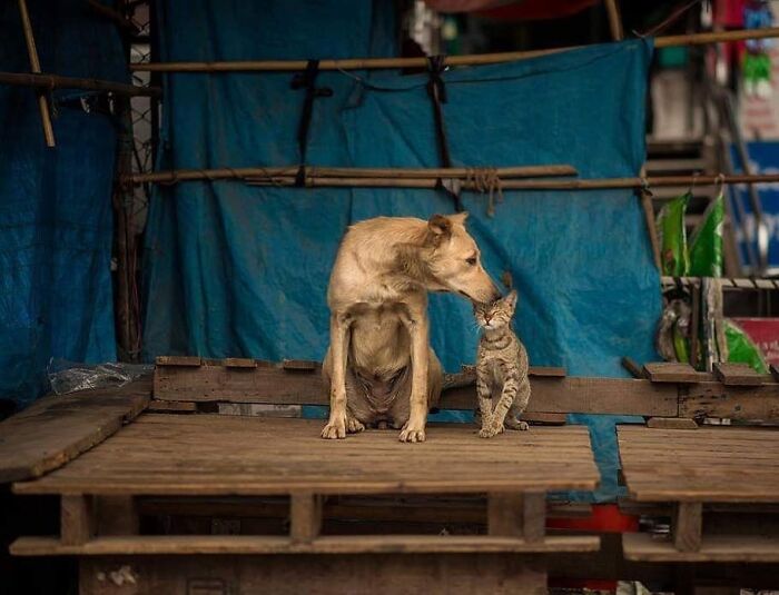 Wait, They Actually Ranked That?! 24 Street Cats From India That Will Totally Charm Your Socks Off