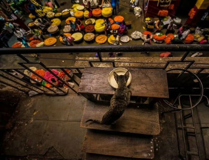 Wait, They Actually Ranked That?! 24 Street Cats From India That Will Totally Charm Your Socks Off