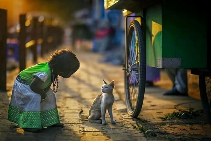 Wait, They Actually Ranked That?! 24 Street Cats From India That Will Totally Charm Your Socks Off