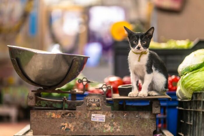 Wait, They Actually Ranked That?! 24 Street Cats From India That Will Totally Charm Your Socks Off