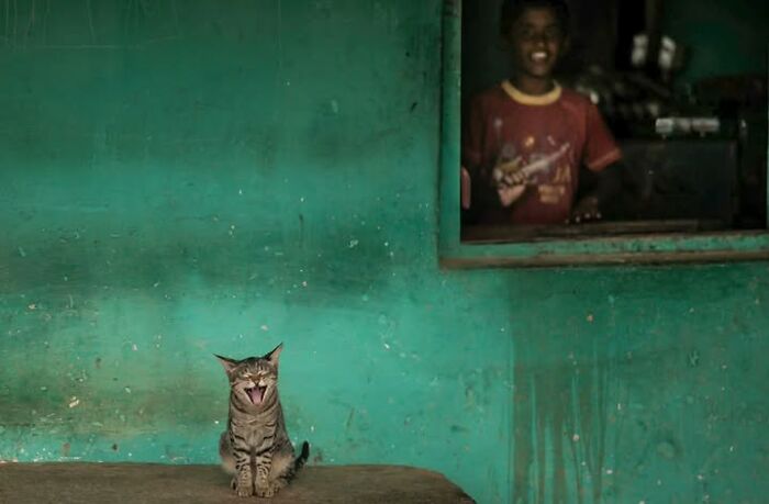 Wait, They Actually Ranked That?! 24 Street Cats From India That Will Totally Charm Your Socks Off
